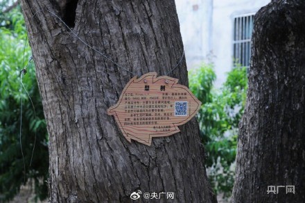 甘肃兰州：在黄河之畔遇见世界第一古梨园