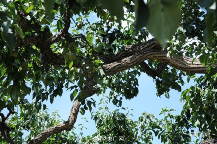 甘肃兰州：在黄河之畔遇见世界第一古梨园