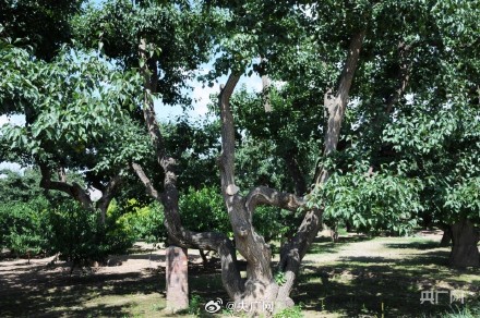 甘肃兰州：在黄河之畔遇见世界第一古梨园