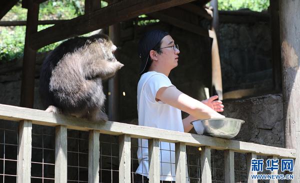 黄山短尾猴有了“家谱” 黄山短尾猴有了“家谱”