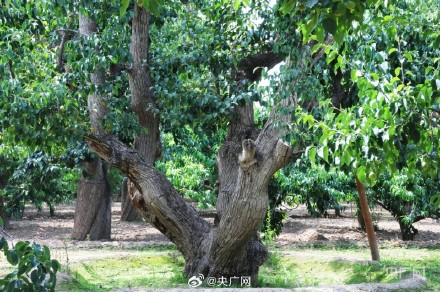 甘肃兰州：在黄河之畔遇见世界第一古梨园