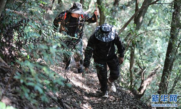黄山短尾猴有了“家谱” 黄山短尾猴有了“家谱”