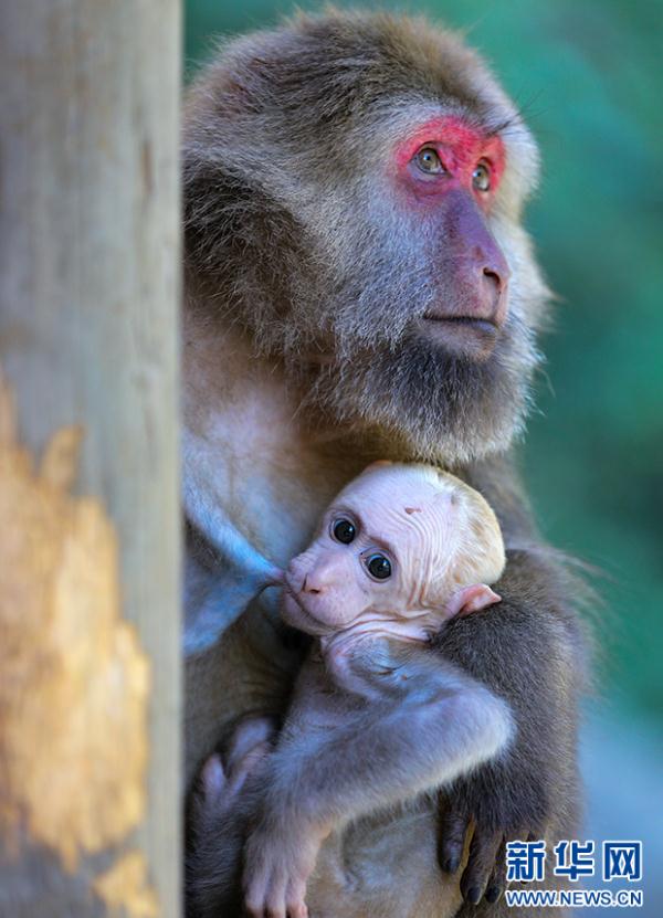 黄山短尾猴有了“家谱” 黄山短尾猴有了“家谱”