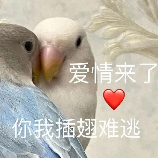 43岁女子化身榜一大哥，骗女主播66万