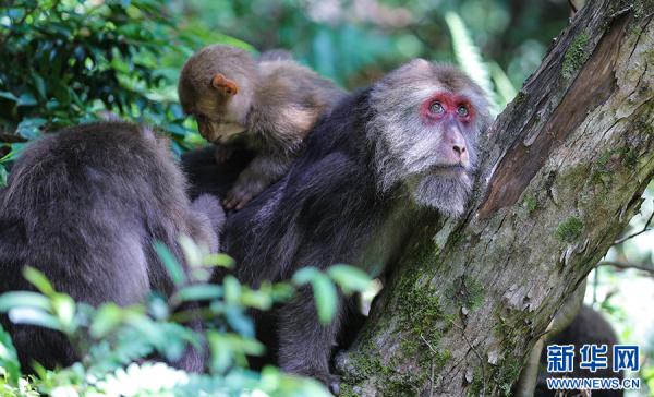 黄山短尾猴有了“家谱” 黄山短尾猴有了“家谱”