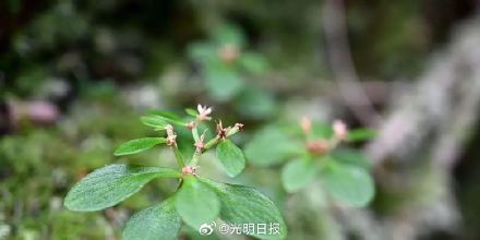 江西发现植物新物种阳际峰景天 江西发现植物新物种阳际峰景天