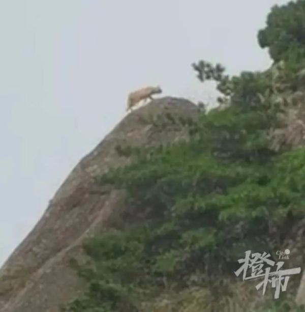 游客在黄山拍到神秘动物？专家初判为大橘？景区回应
