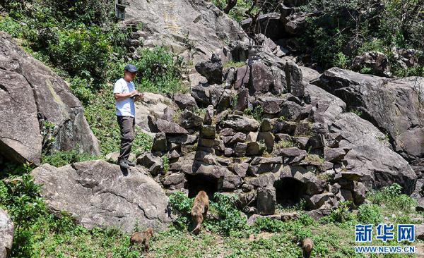 黄山短尾猴有了“家谱” 黄山短尾猴有了“家谱”