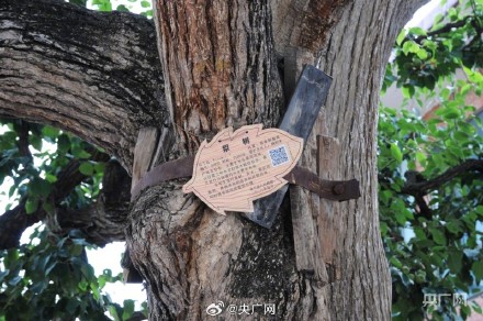 甘肃兰州：在黄河之畔遇见世界第一古梨园