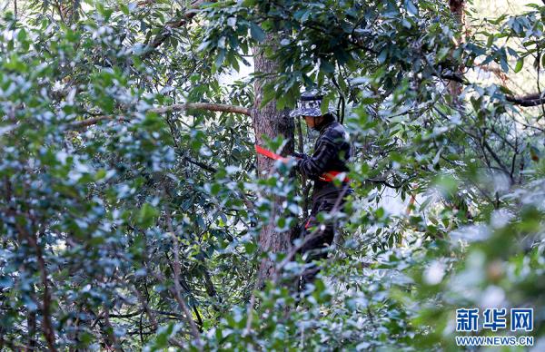 黄山短尾猴有了“家谱” 黄山短尾猴有了“家谱”