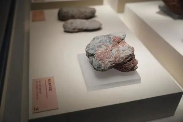 极为罕见！6500万年前的恐龙宝宝长这样
