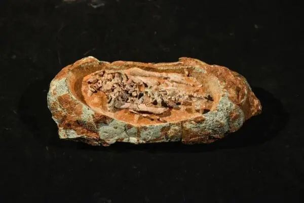 极为罕见！6500万年前的恐龙宝宝长这样