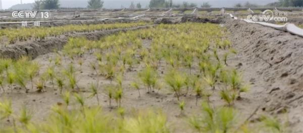黑色煤田变绿色林海 “生态管家”志在青山绿水间 黑色煤田变绿色林海 “生态管家”志在青山绿水间