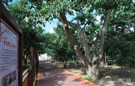 甘肃兰州：在黄河之畔遇见世界第一古梨园