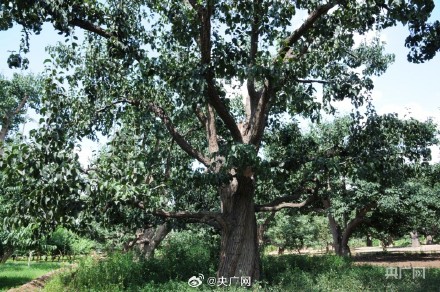 甘肃兰州：在黄河之畔遇见世界第一古梨园