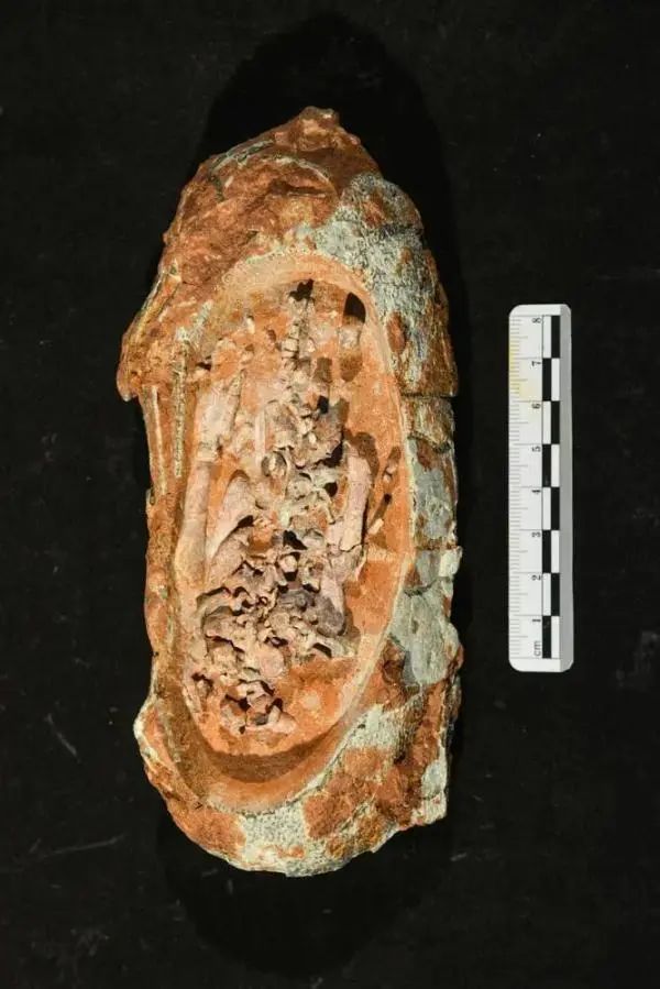 极为罕见！6500万年前的恐龙宝宝长这样