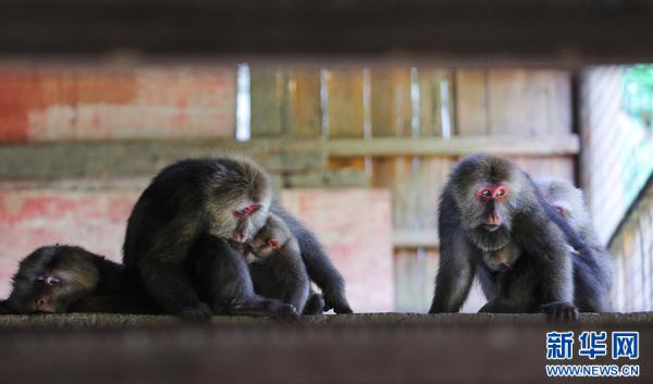 黄山短尾猴有了“家谱” 黄山短尾猴有了“家谱”