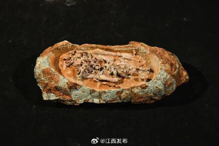 极为罕见！江西出土的恐龙胚胎蛋化石惊艳亮相