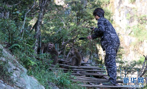 黄山短尾猴有了“家谱” 黄山短尾猴有了“家谱”