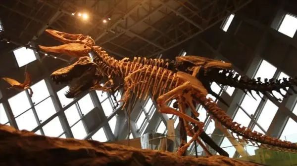 极为罕见！6500万年前的恐龙宝宝长这样