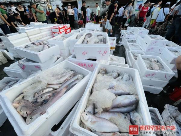 多图直击！广西开海第一波海鲜上岸，价格美丽有的直接腰斩