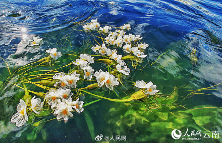 好看！洱海海菜花开如流动油画
