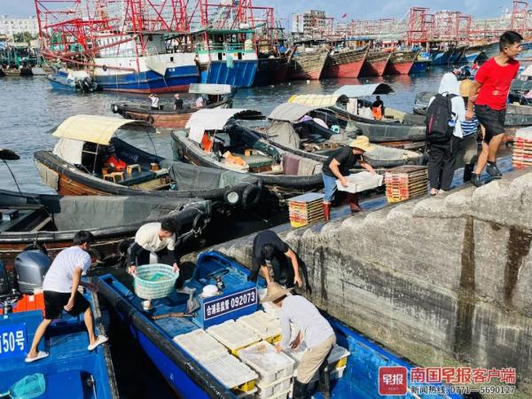 多图直击！广西开海第一波海鲜上岸，价格美丽有的直接腰斩
