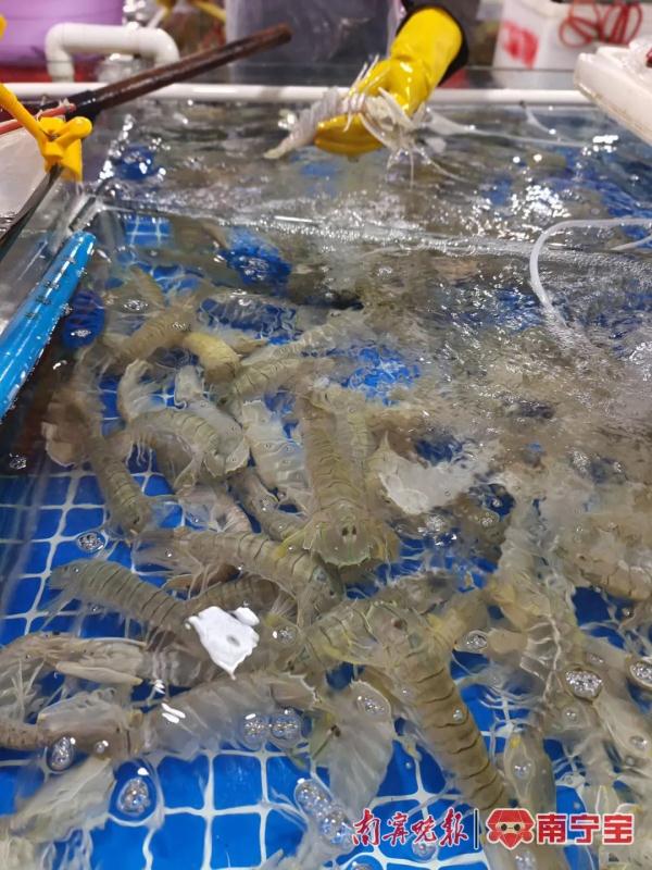 @南宁人，广西迎来开海季，一大拨“平靓正”海鲜正在路上