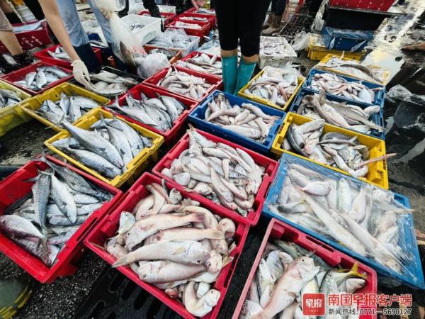 多图直击！广西开海第一波海鲜上岸，价格美丽有的直接腰斩