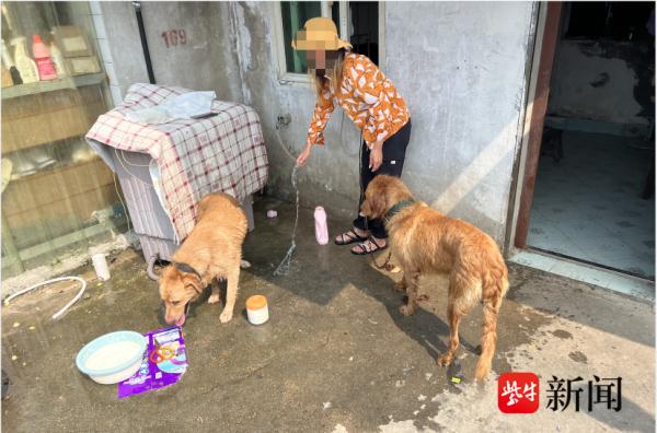 两只金毛犬长得太像,犬主人牵错了引发误会 两只金毛犬长得太像,犬主人牵错了引发误会