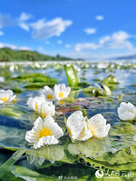 好看！洱海海菜花开如流动油画