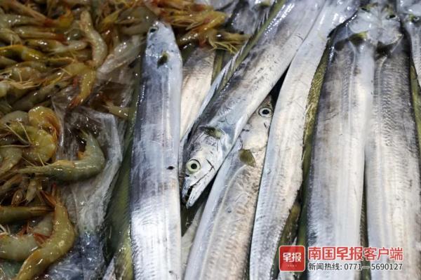 多图直击！广西开海第一波海鲜上岸，价格美丽有的直接腰斩