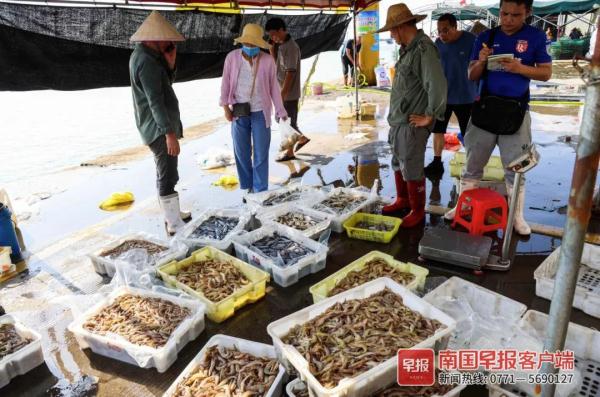 多图直击！广西开海第一波海鲜上岸，价格美丽有的直接腰斩