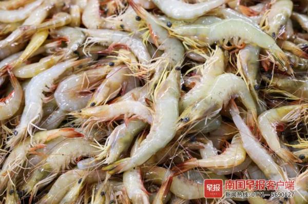 多图直击！广西开海第一波海鲜上岸，价格美丽有的直接腰斩