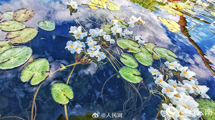好看！洱海海菜花开如流动油画