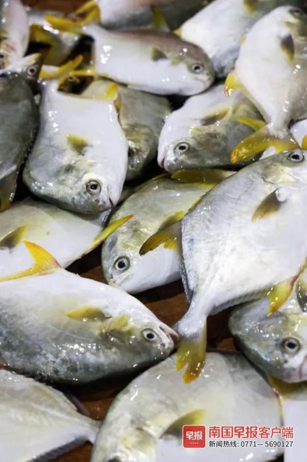 多图直击！广西开海第一波海鲜上岸，价格美丽有的直接腰斩