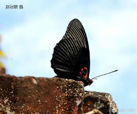 中国珍贵品种蝴蝶在诸暨被发现