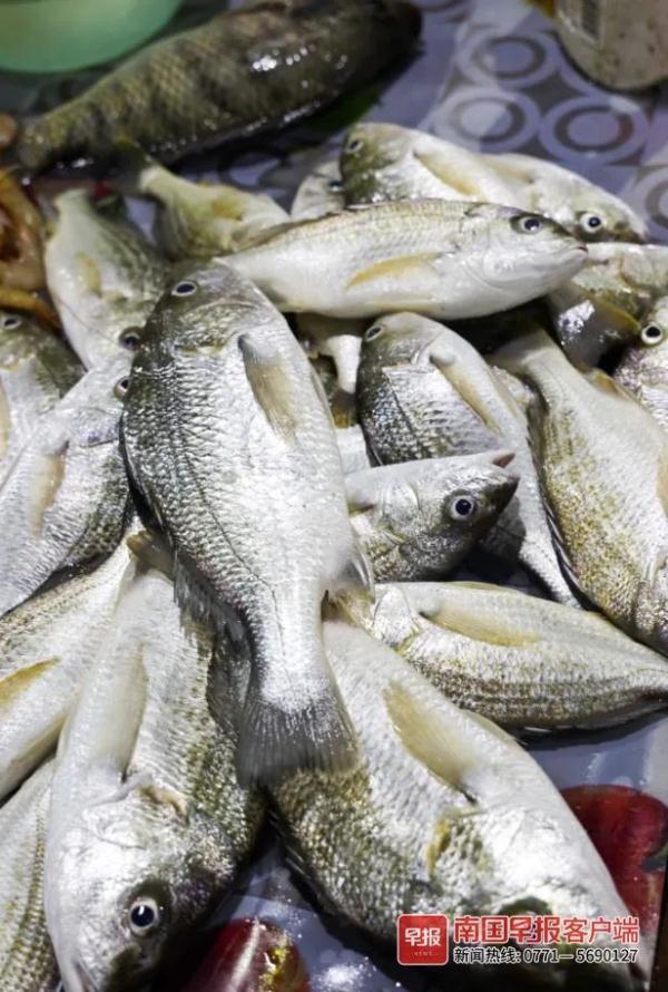 多图直击！广西开海第一波海鲜上岸，价格美丽有的直接腰斩