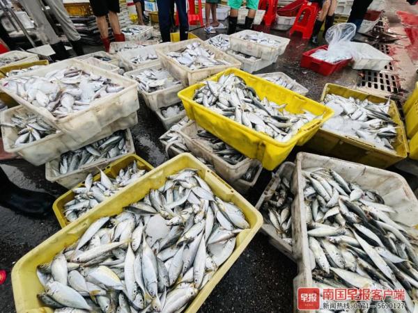 多图直击！广西开海第一波海鲜上岸，价格美丽有的直接腰斩
