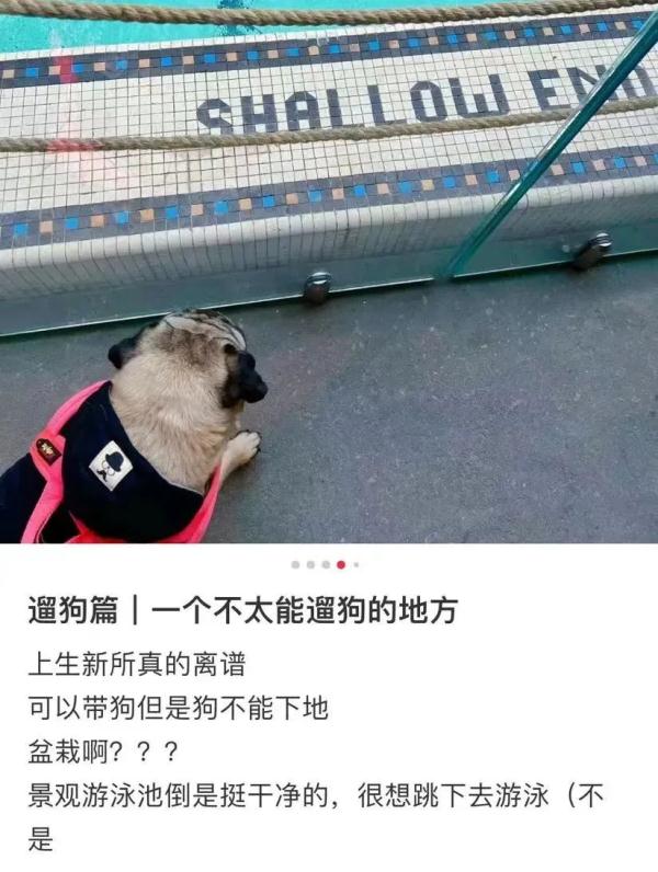 宠物狗不能“落地”但能推着走?上海这一园区新规引争议,工作人员称为保护古建筑 宠物狗不能“落地”但能推着走?上海这一园区新规引争议,工作人员称为保护古建筑