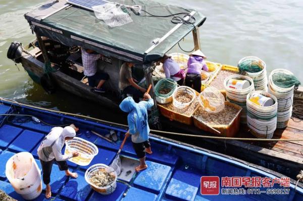 多图直击！广西开海第一波海鲜上岸，价格美丽有的直接腰斩