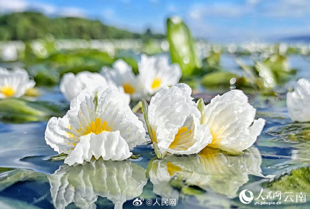好看！洱海海菜花开如流动油画
