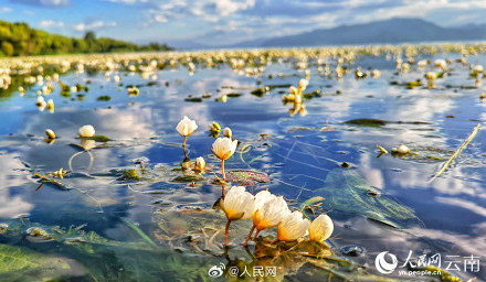 好看！洱海海菜花开如流动油画