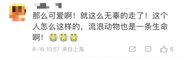 男子“虐猫埋尸”被抓现行！身份曝光！公司：开除，永不录用！