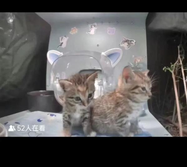 男子“虐猫埋尸”被抓现行！身份曝光！公司：开除，永不录用！