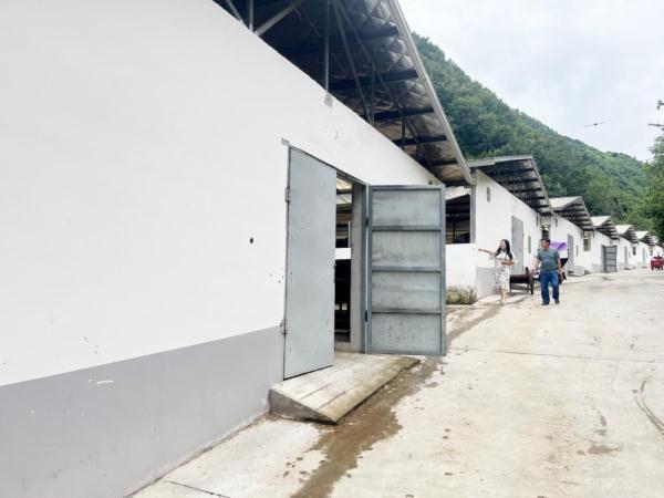 牛耳川“牛倌儿”养牛记
