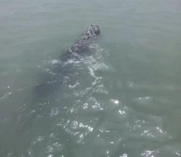 紧急救援！鲸鱼搁浅海滩