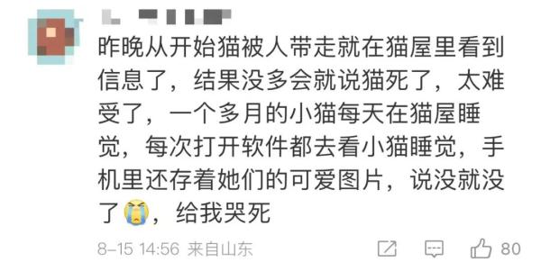 男子“虐猫埋尸”被抓现行！身份曝光！公司：开除，永不录用！