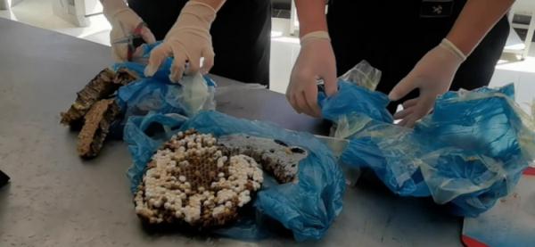 昆明海关所属天保海关查获旅客违规携带带巢蜂蛹