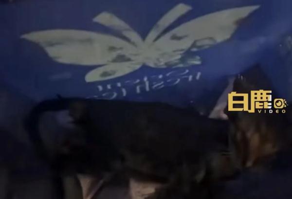 男子“虐猫埋尸”被抓现行！身份曝光！公司：开除，永不录用！